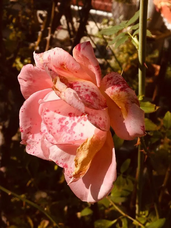 Vintage-Mansarde Uber Wilden Garten Stuttgart 0*,